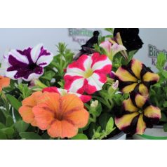 Petúnia Petunia Spec and Sky family P10,5