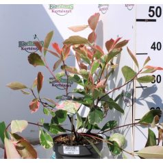 Tarkalevelű korallberkenye Photinia fras. Louise P17