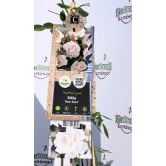Új hajnal futórózsa Rosa New Dawn P17 2ltr 75cm
