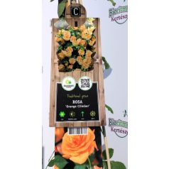 Narancssárga futórózsa Rosa Orange Climber P17 2Ltr 75cm