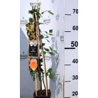 Narancssárga futórózsa Rosa Orange Climber P17 2Ltr 75cm