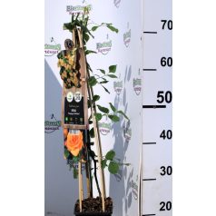 Narancssárga futórózsa Rosa Orange Climber P17 2Ltr 75cm