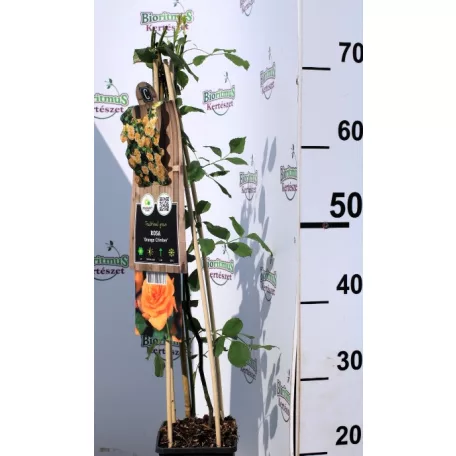 Narancssárga futórózsa Rosa Orange Climber P17 2Ltr 75cm