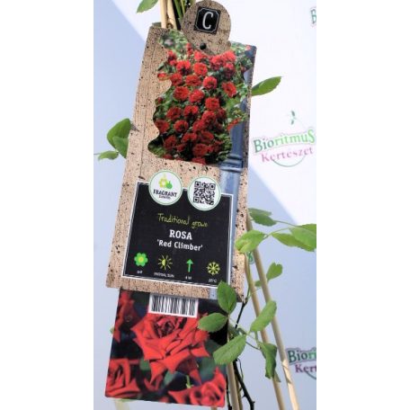 Piros futórózsa Rosa Red Climber P17 2Ltr 75cm