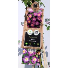 Veilchenblau rózsa Rosa Veilchenblau P17 2Ltr 75 cm
