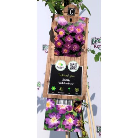 Veilchenblau rózsa Rosa Veilchenblau P17 2Ltr 75 cm