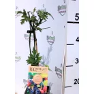 Tüskétlen fekete szeder Rubus fruticosus Little Black Prince P15