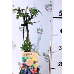   Tüskétlen fekete szeder Rubus fruticosus Little Black Prince P15