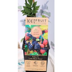   Tüskétlen fekete szeder Rubus fruticosus Little Black Prince P15