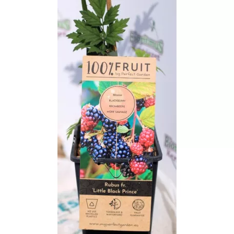 Tüskétlen fekete szeder Rubus fruticosus Little Black Prince P15