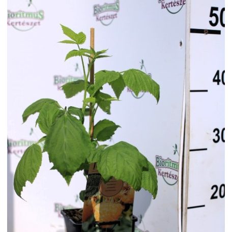 Kétszertermő sárga málna Rubus id.Twotimer Sugana P15