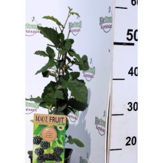 Tüskementes fekete szeder Rubus fr.Black Satin P15