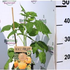 Folytontermő sárga málna Rubus idaeus Fallgold P15