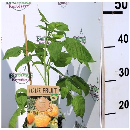 Folytontermő sárga málna Rubus idaeus Fallgold P15