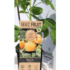 Folytontermő sárga málna Rubus idaeus Fallgold P15