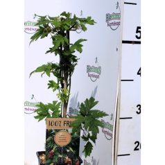 Tüskétlen fekete szeder Rubus fr. Thornless Evergreen P15