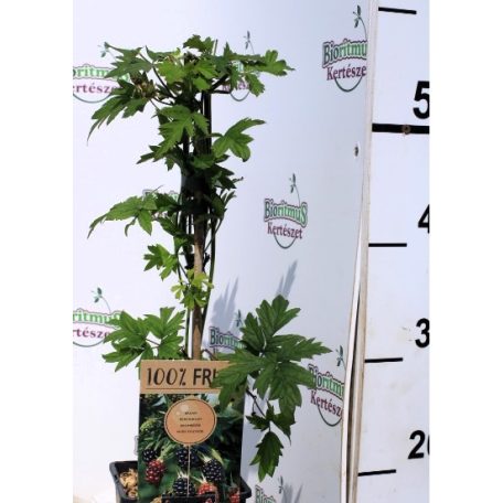 Tüskétlen fekete szeder Rubus fr. Thornless Evergreen P15