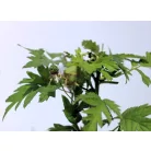Tüskétlen fekete szeder Rubus fr. Thornless Evergreen P15