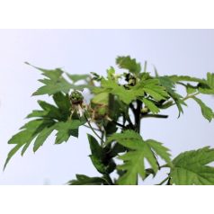 Tüskétlen fekete szeder Rubus fr. Thornless Evergreen P15