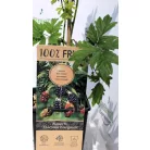 Tüskétlen fekete szeder Rubus fr. Thornless Evergreen P15