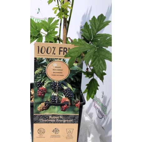 Tüskétlen fekete szeder Rubus fr. Thornless Evergreen P15