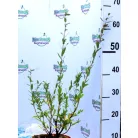 Tarkalevelű japán fűz Salix Flamingo P17
