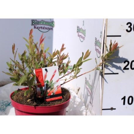 Tarkalevelű japán fűz Salix Flamingo P17