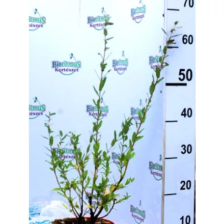 Tarkalevelű japán fűz Salix Flamingo P17