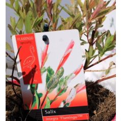 Tarkalevelű japán fűz Salix Flamingo P17