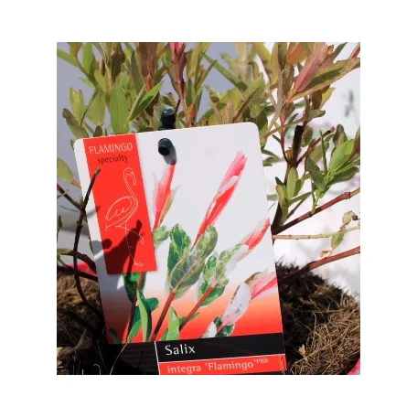 Tarkalevelű japán fűz Salix Flamingo P17