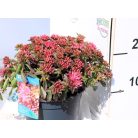 Kaukázusi varjúháj Sedum spurium Deep Rose P17