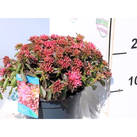 Kaukázusi varjúháj Sedum spurium Deep Rose P17
