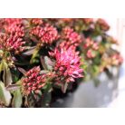 Kaukázusi varjúháj Sedum spurium Deep Rose P17