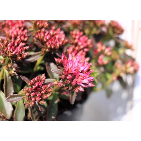 Kaukázusi varjúháj Sedum spurium Deep Rose P17