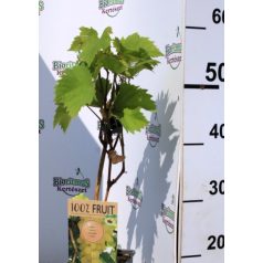 Magnélküli fehér szőlő Vitis vinifera Lakemont P15