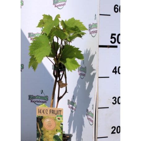 Magnélküli fehér szőlő Vitis vinifera Lakemont P15