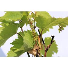 Magnélküli fehér szőlő Vitis vinifera Lakemont P15