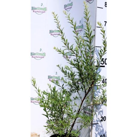 Szürke levelű gyöngyvessző Spirea cinerea Grefsheim 1.5l
