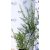 Szürke levelű gyöngyvessző Spirea cinerea Grefsheim 1.5l