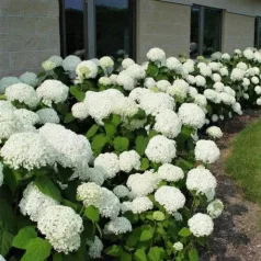 Cserjés hortenzia Hydrangea arb. Annabelle 3l
