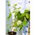 Cserjés hortenzia Hydrangea arb. Annabelle 3l