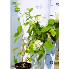 Cserjés hortenzia Hydrangea arb. Annabelle 3l
