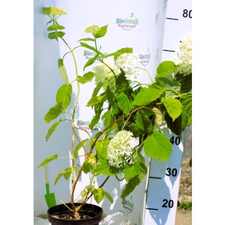 Cserjés hortenzia Hydrangea arb. Annabelle 3l