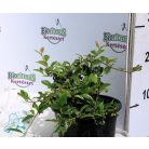 Szőnyeg madárbirs 'Bella' Cotoneaster hybrid Bella 1.5l