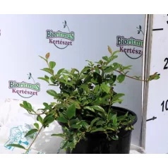   Szőnyeg madárbirs 'Bella' Cotoneaster hybrid Bella 1.5l