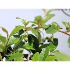 Szőnyeg madárbirs 'Bella' Cotoneaster hybrid Bella 1.5l