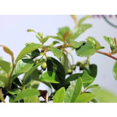   Szőnyeg madárbirs 'Bella' Cotoneaster hybrid Bella 1.5l