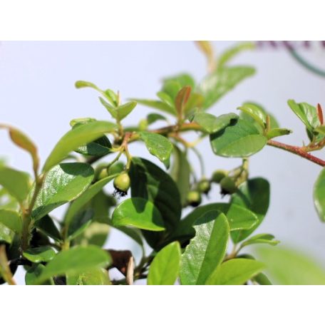 Szőnyeg madárbirs 'Bella' Cotoneaster hybrid Bella 1.5l