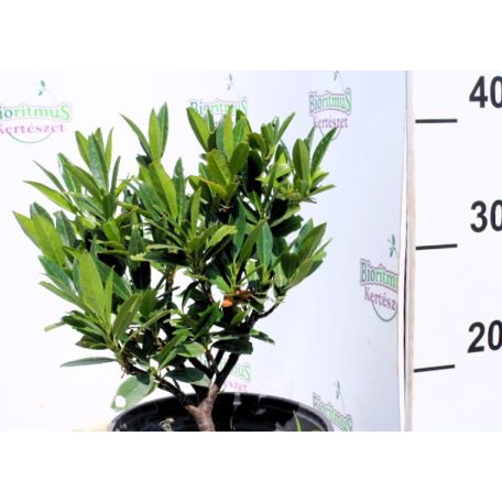 Babérmeggy Otto Luyken Prunus laurocerasus Otto Luyken 2l