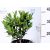 Babérmeggy Otto Luyken Prunus laurocerasus Otto Luyken 2l